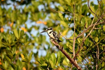 Close-up of bird perching on tree