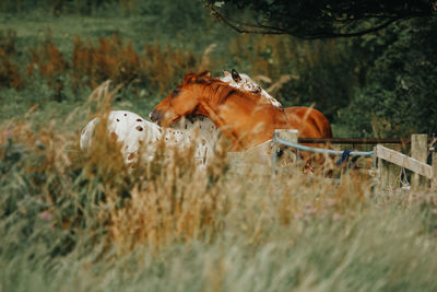 Horse in a field