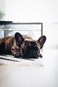 Portrait of a dog resting at home