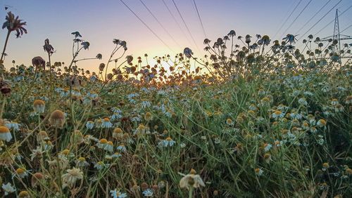 Plants growing on field against sky