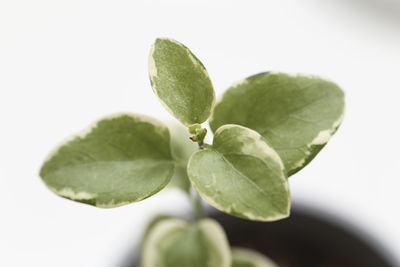 Close-up of green leaves against white background