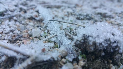 Close-up of lizard on plant during winter