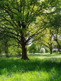 Trees in park