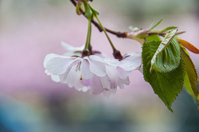 Close-up of pink cherry blossoms