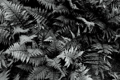 Full frame shot of leaves