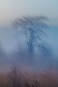 Low angle view of bare trees against sky