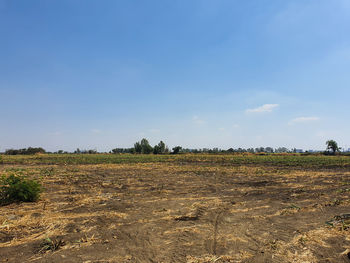 Scenic view of field against blue sky