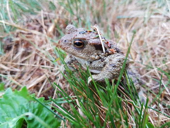 Close-up of a lizard on a land