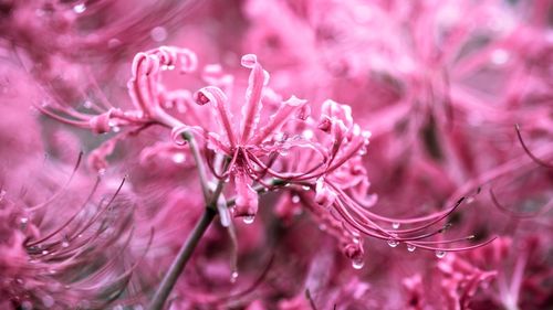 Close-up of raindrops on pink flower