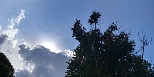 Low angle view of trees against sky