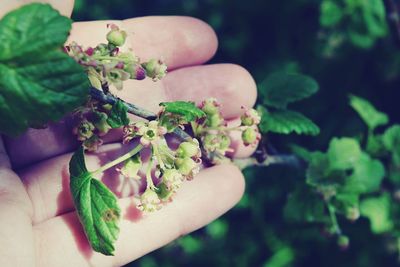 Close-up of hand holding plant