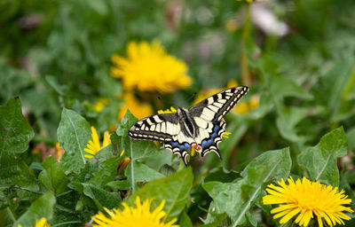 Butterfly on yellow flower