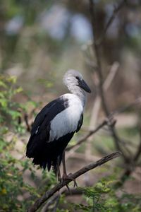 Close-up of bird perching on tree