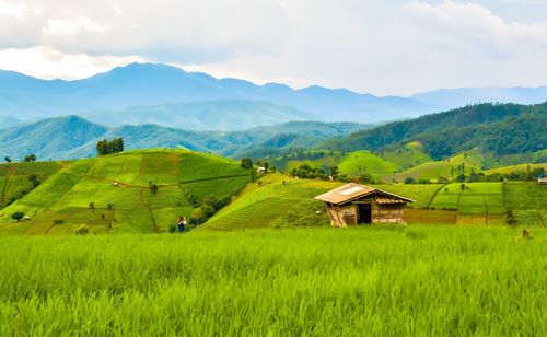 Scenic view of agricultural field against sky