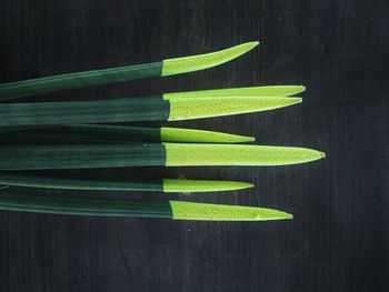 Close up of leaf