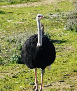 Ostrich walking about 