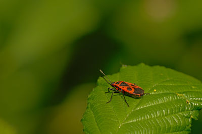 Close-up of insect on leaf