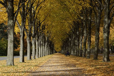 Pathway along trees in forest