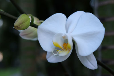 Close-up of white flowering plant