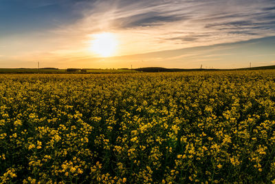 Rapeseed Field