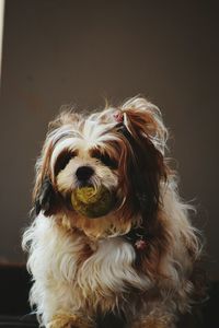 Close-up portrait of dog sticking out tongue