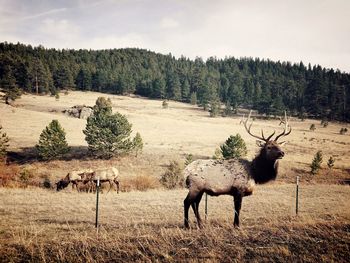 Horses on field in forest against sky