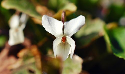 Close-up of flower blooming outdoors