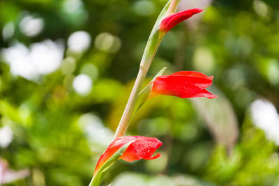 Close-up of red rose flower
