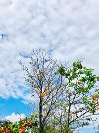 Low angle view of tree against cloudy sky