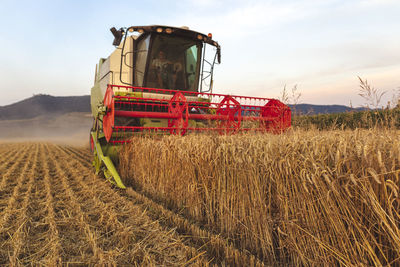 Organic farming, wheat field, harvest, combine harvester in the evening