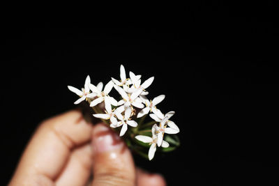 Cropped hand holding white flowers against black background