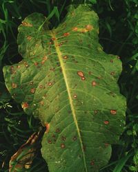 Close-up of fresh green plant