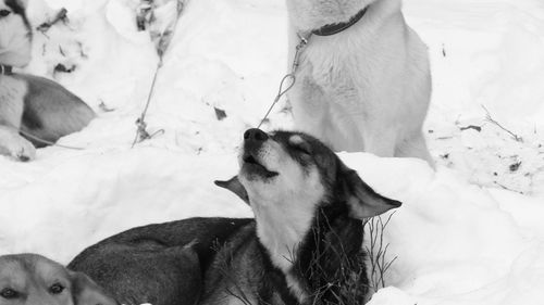 Close-up of two dogs on snow