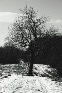 Bare trees on snow covered landscape