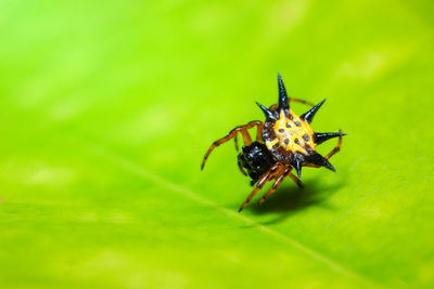 Close-up of spider on leaf