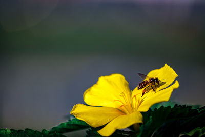 Close-up of insect on yellow flower