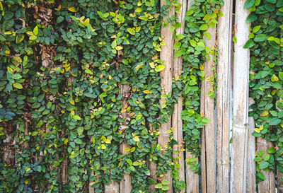 Full frame shot of ivy growing on tree