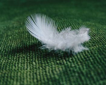 Close-up of feather