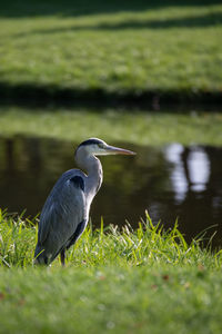 High angle view of gray heron in lake