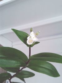 Close-up of white flowers blooming outdoors