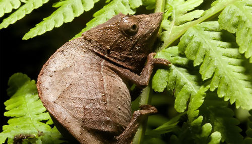 Close-up of insect on leaf