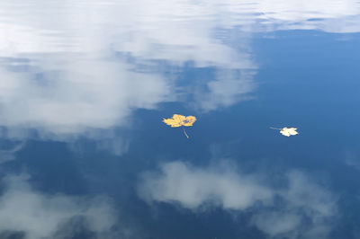Close-up of lotus water lily in lake against sky