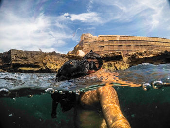 High angle view of sea lion on rock