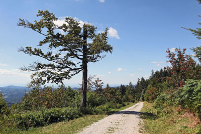 Road amidst trees against sky