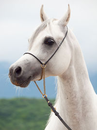 Close-up of horse standing against cloudy sky