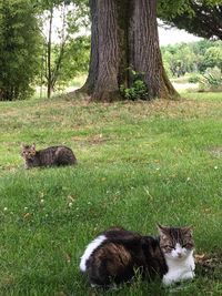 Cat on field by tree
