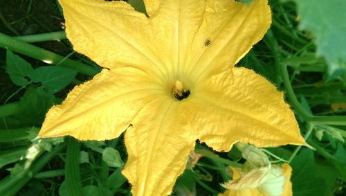 Close-up of yellow flower