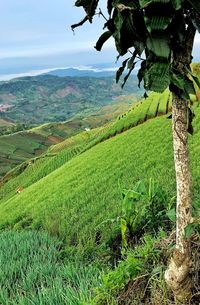 Scenic view of agricultural field