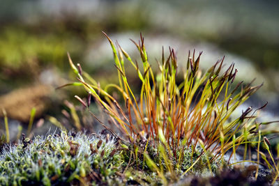 Close-up of plants growing on field