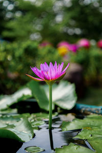 Close-up of lotus water lily in pond